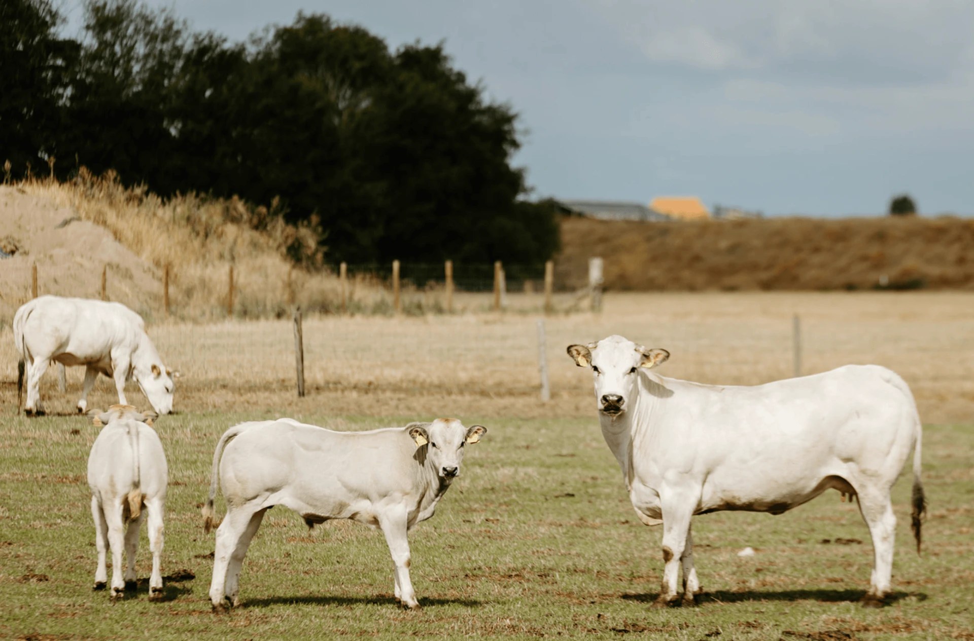 Piemontese koeien met kalveren in de wei bij Oosterend op Texel