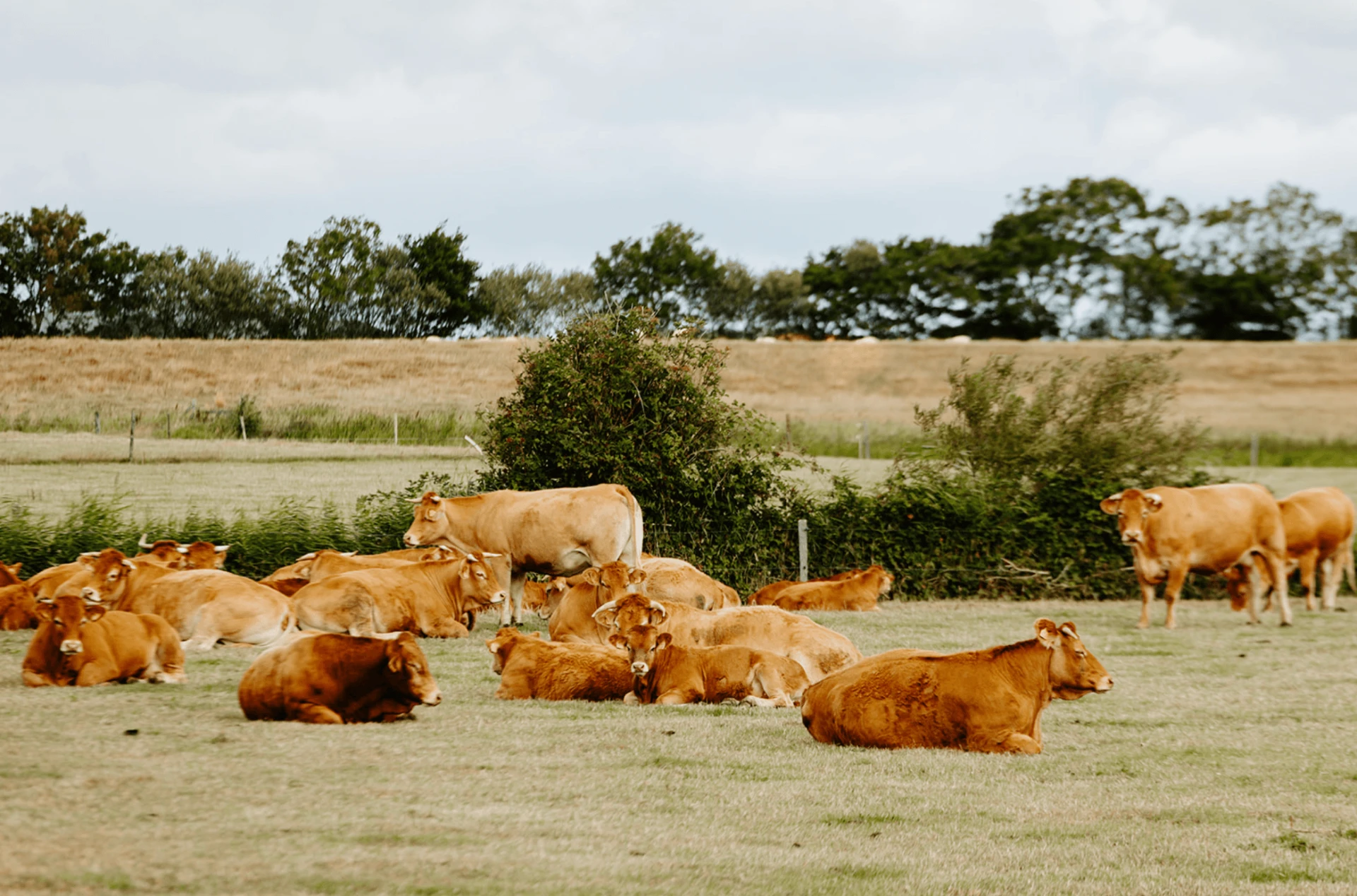 Limousin koeien liggen in de wei op Texel