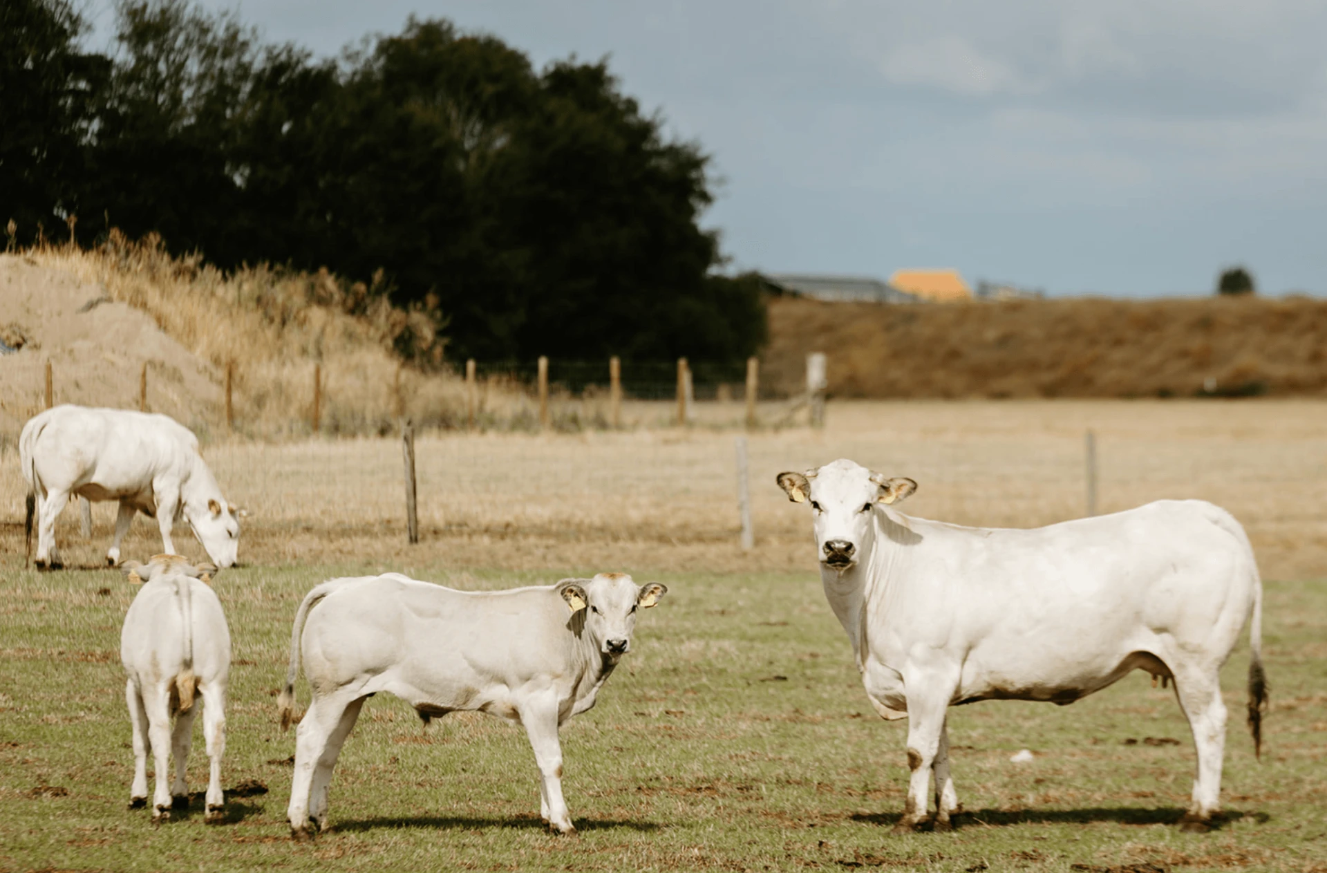 Piemontese koeien met kalveren in de wei op Texel